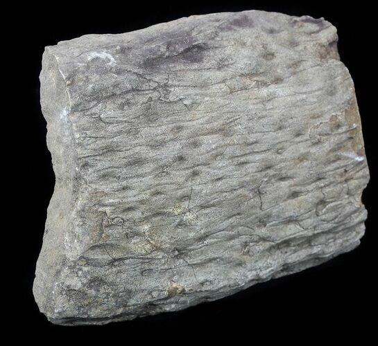 Fossil Lycopod Tree Root (Stigmaria) - Oklahoma #53329